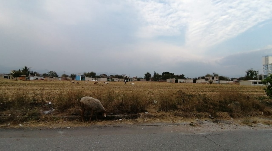 TERRENO ESCRITURADO 

22000M2

TODOS LOS SERVICIOS 

URBANIZADO TODO SU ENTORNO
CUAUTLA
TETELCINGO