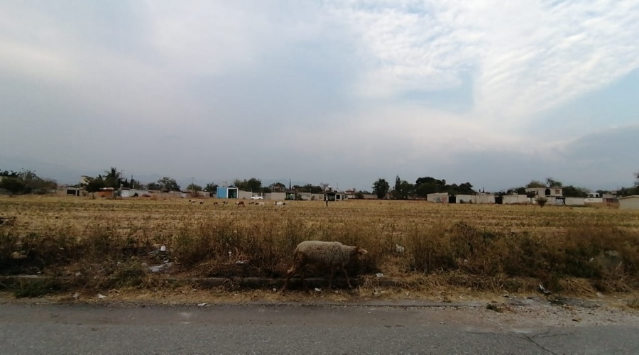 TERRENO ESCRITURADO 

22000M2

TODOS LOS SERVICIOS 

URBANIZADO TODO SU ENTORNO
CUAUTLA
TETELCINGO